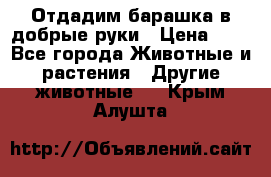 Отдадим барашка в добрые руки › Цена ­ 1 - Все города Животные и растения » Другие животные   . Крым,Алушта